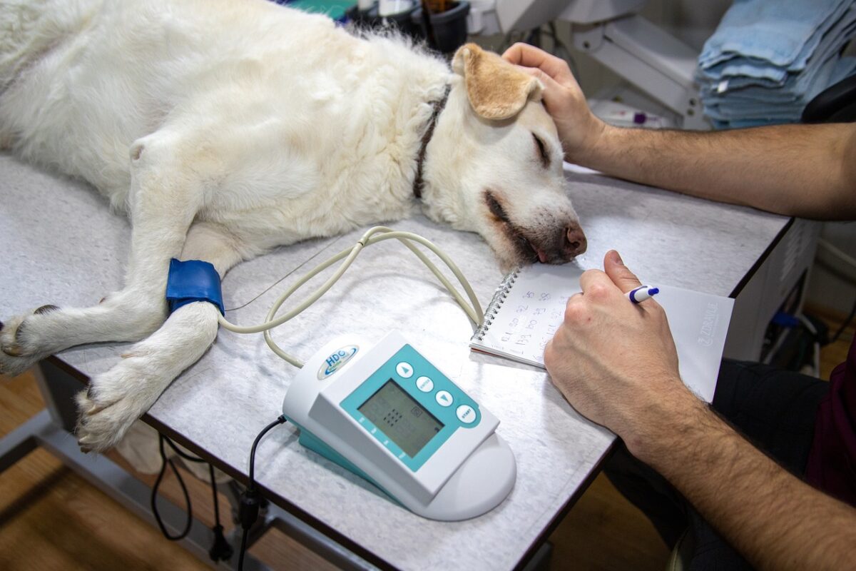 Equipamiento clínica veterinaria